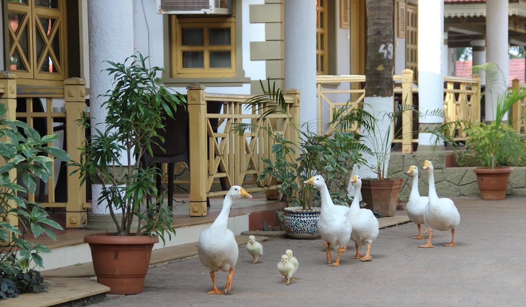Golden Swan Beach Resort Murūd Exterior foto